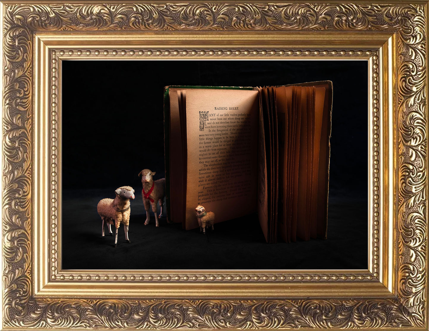 Raising Sheep Photographic Print