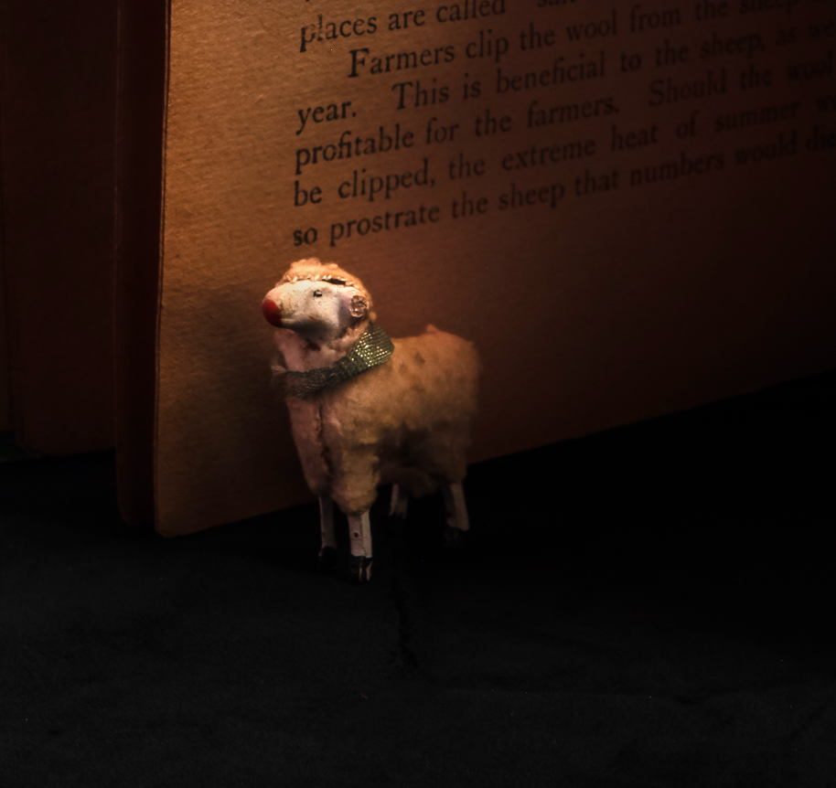 Raising Sheep Photographic Print
