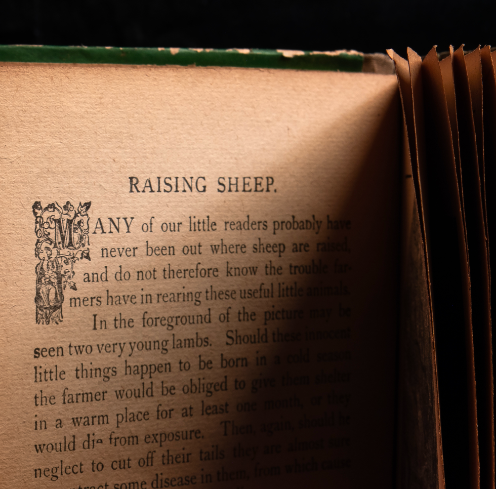 Raising Sheep Photographic Print